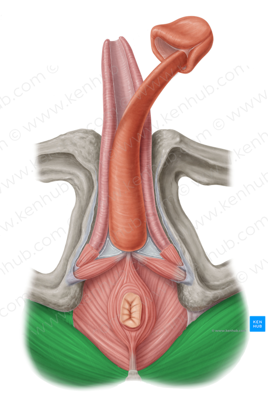 Gluteus maximus muscle (#5413)