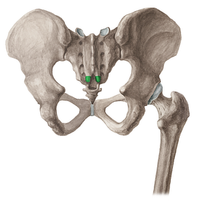 Sacral cornu (#16043)