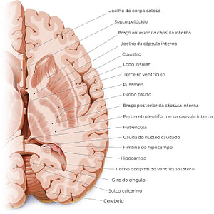 Horizontal section of the brain: Section B (Portuguese)