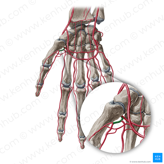 Princeps pollicis artery (#1643)