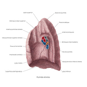 Medial view of the right lung (Portuguese)