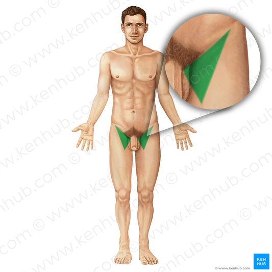 Femoral triangle (#9544)