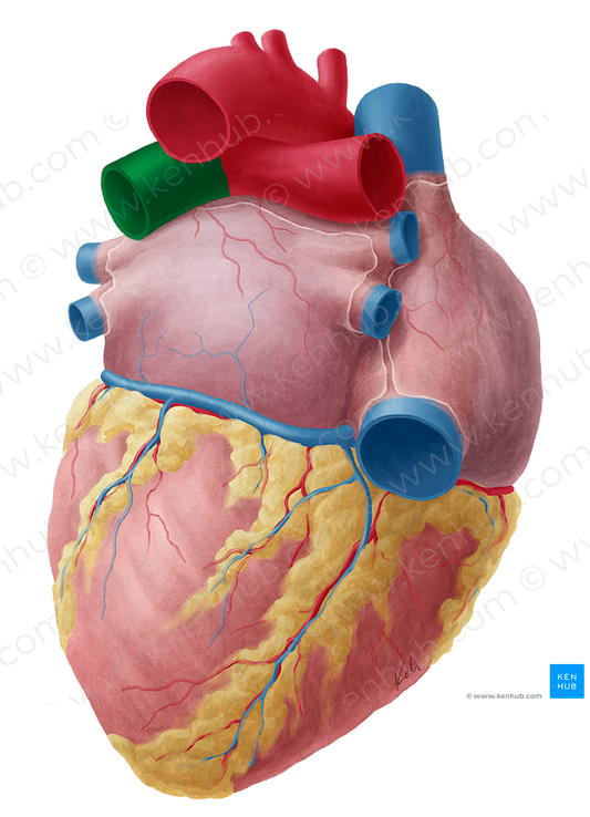 Left pulmonary artery (#1691)