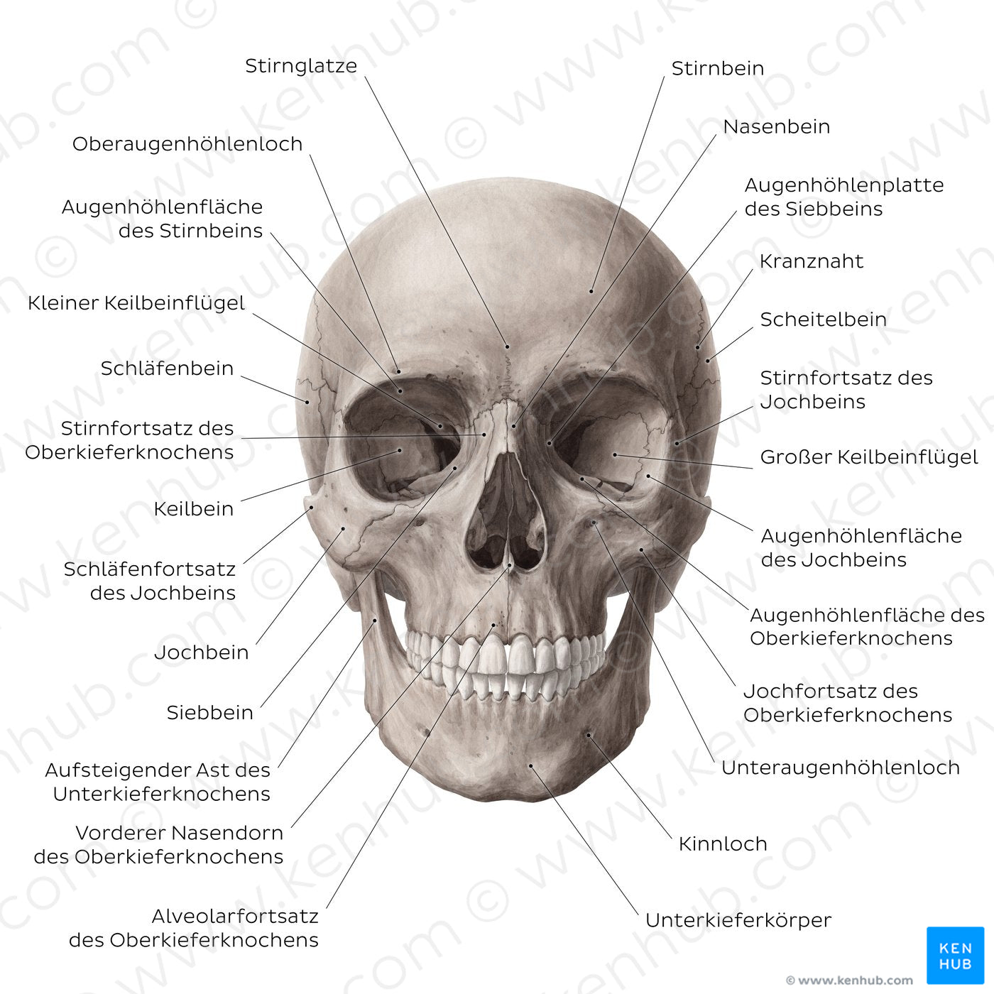 Anterior view of the skull (German)