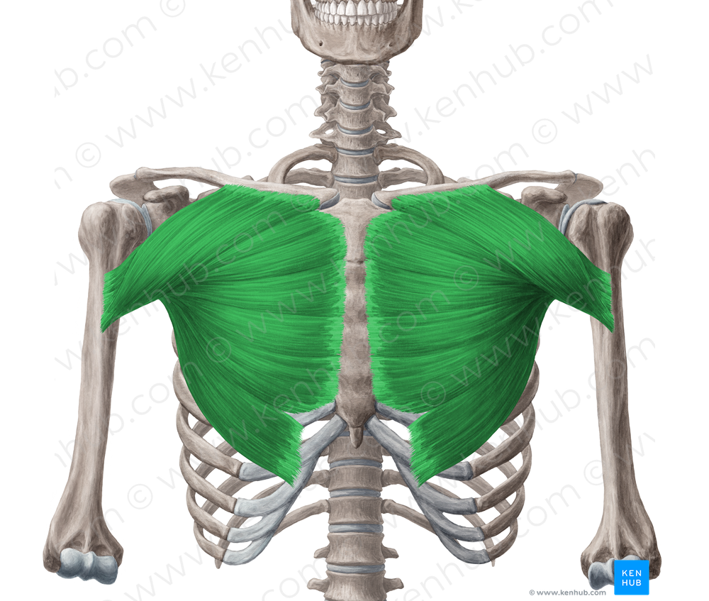 Pectoralis major muscle (#5737)