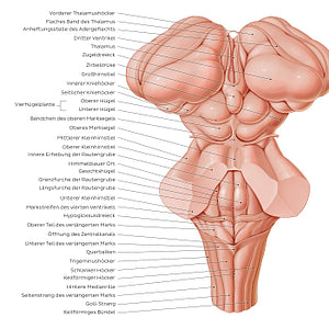 Surface anatomy of the brainstem (German)