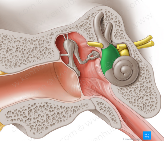 Vestibule of internal ear (#10818)