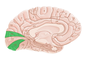 Brodmann area 18 (#18026)
