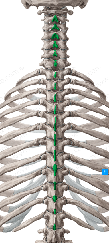 Spinous processes of vertebrae C2-T12 (#8248)
