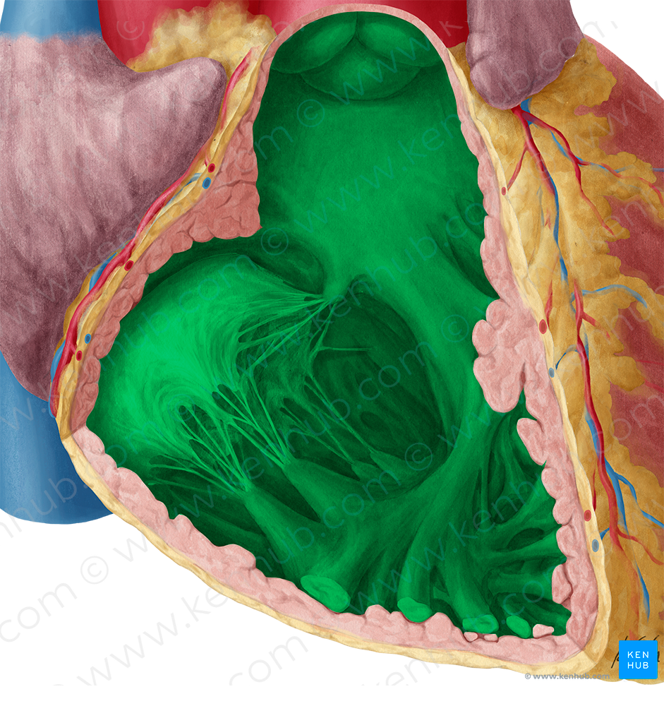 Right ventricle of heart (#10690)