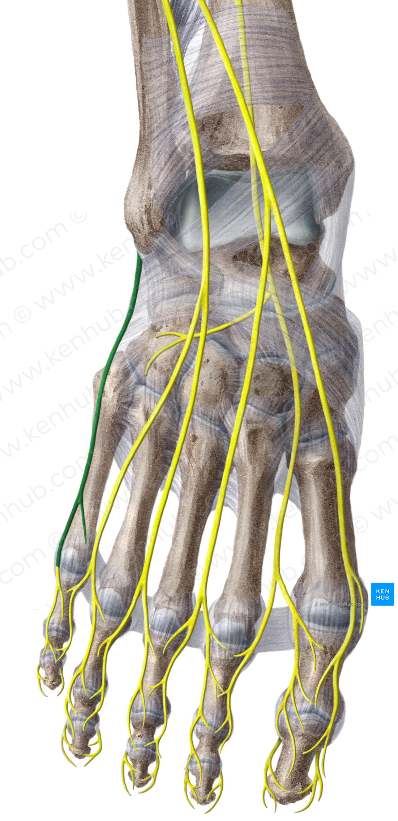 Lateral dorsal cutaneous nerve of foot (#6375)