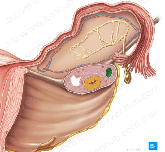 Tertiary ovarian follicle (#3724)