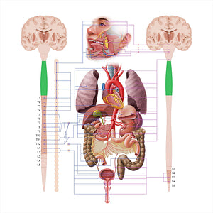 Cervical part of spinal cord (#18554)