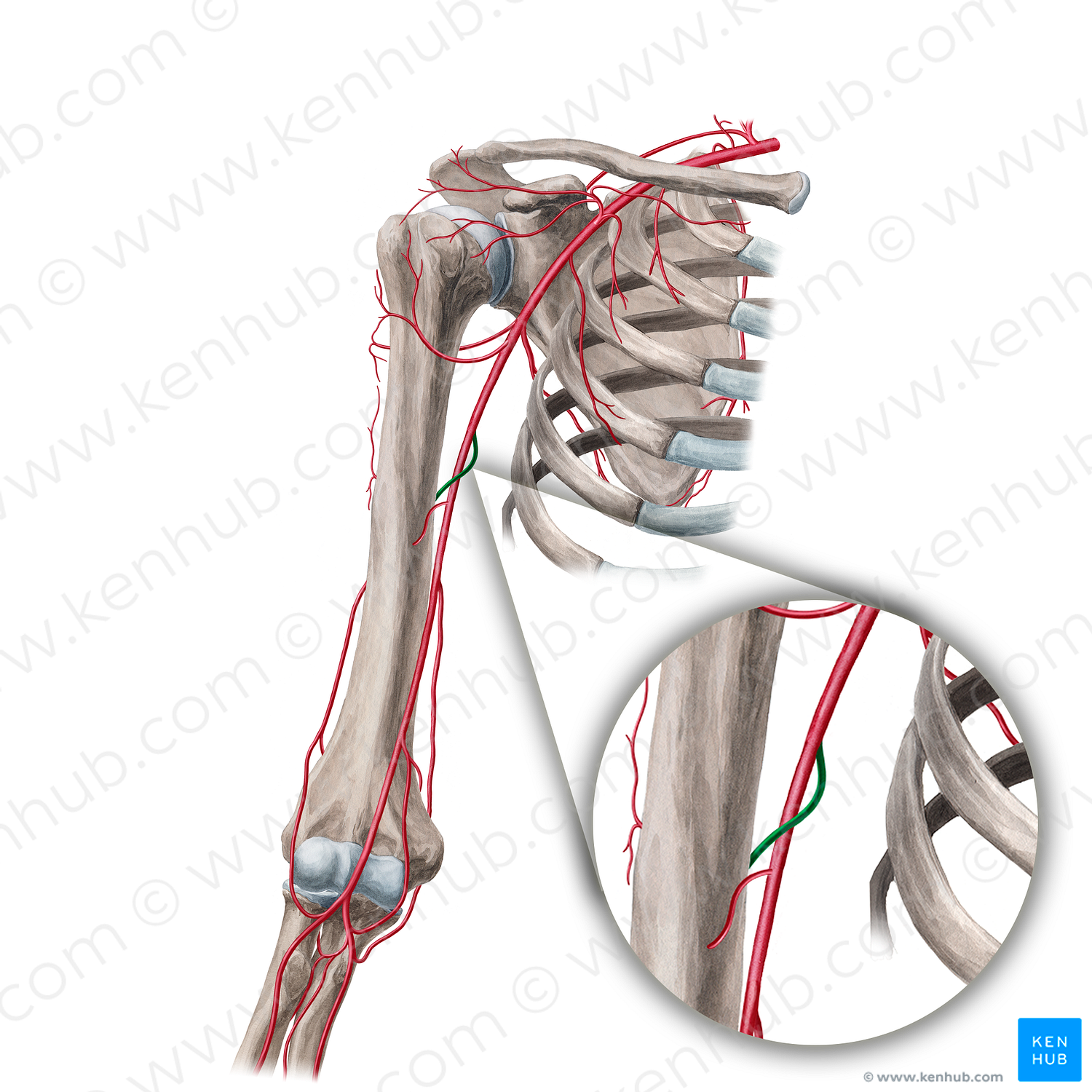 Deep brachial artery (#1645)