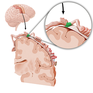 Sensory cortex of shoulder (#11060)