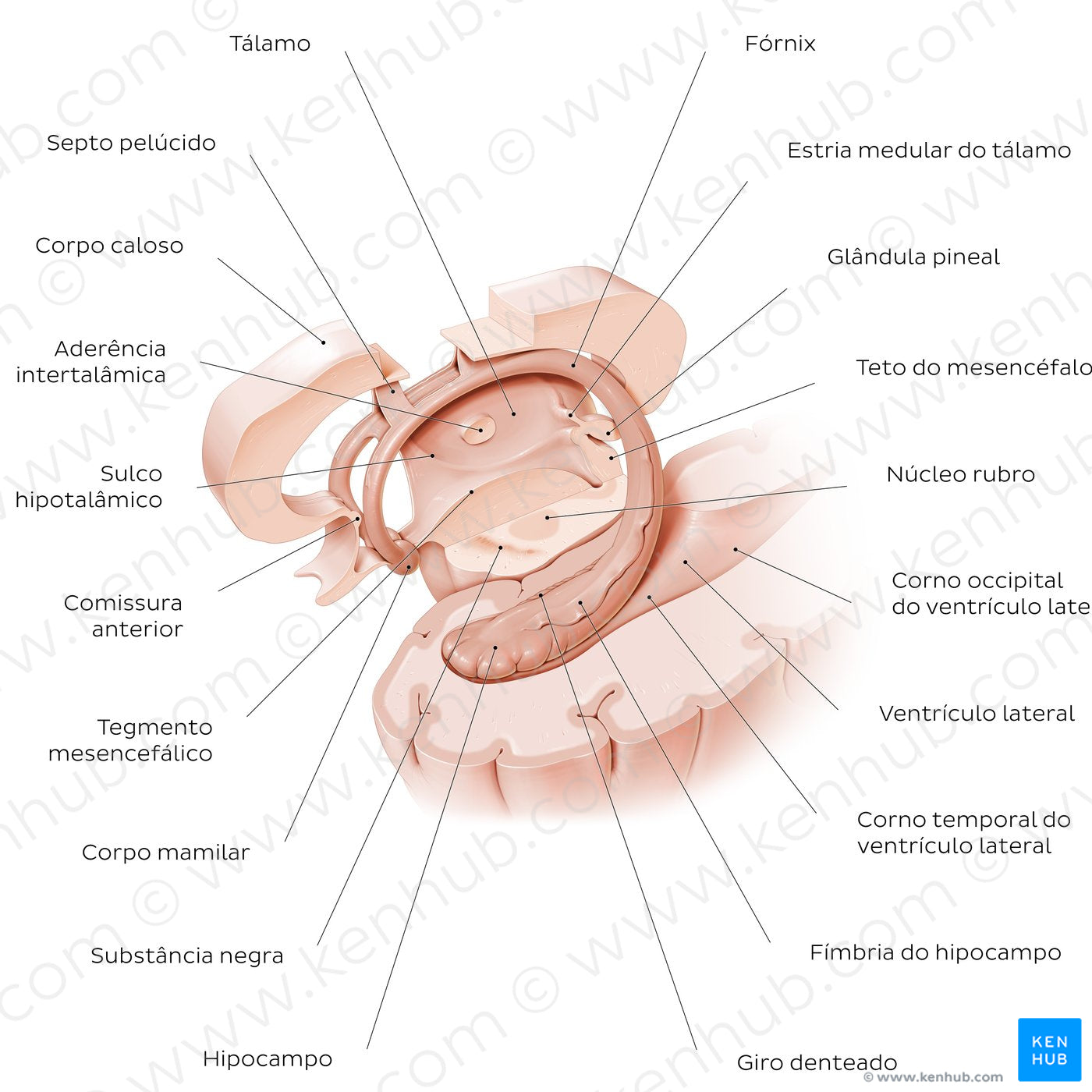 Hippocampus and fornix (Portuguese)