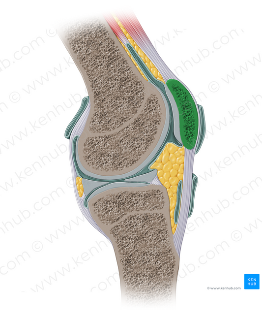 Patella (#13914)