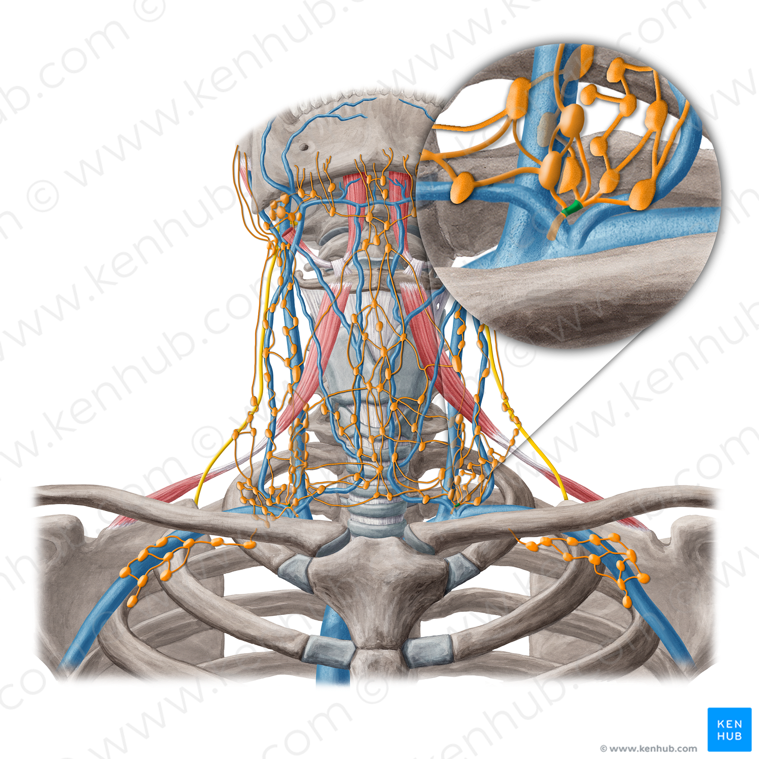 Jugular lymphatic trunk (#20242)