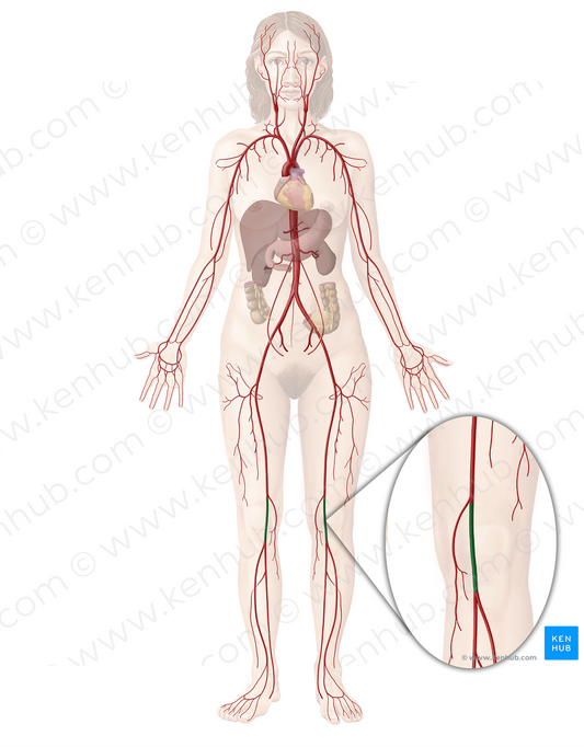 Popliteal artery (#1639)