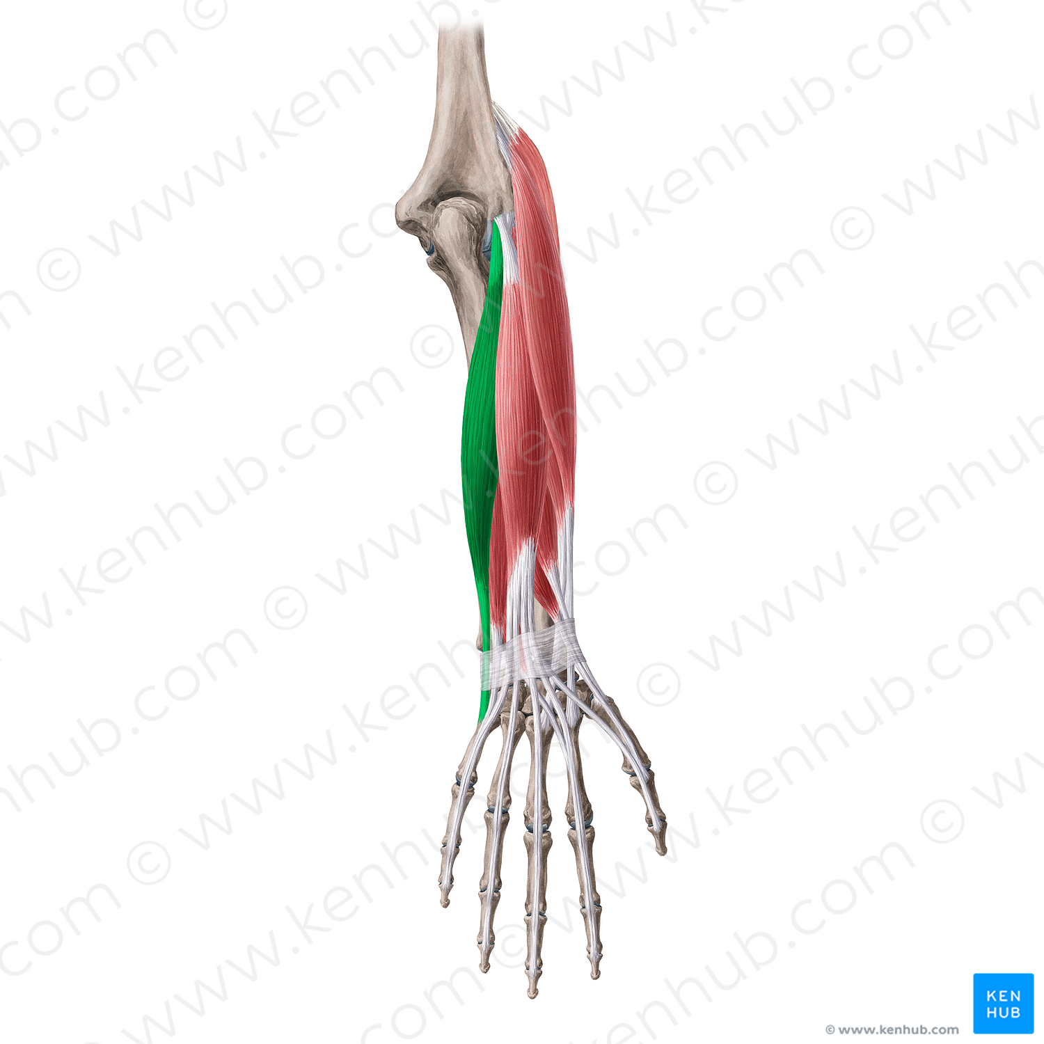 Extensor carpi ulnaris muscle (#18660)