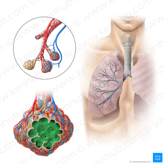 Alveolar sac (#11299)