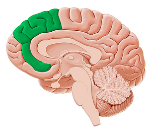 Medial frontal gyrus (#4175)