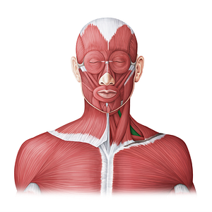 Scalenus anterior muscle (#20027)