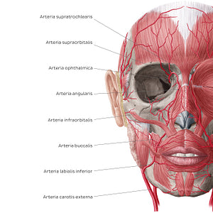 Arteries of face and scalp (Anterior view: deep) (Latin)