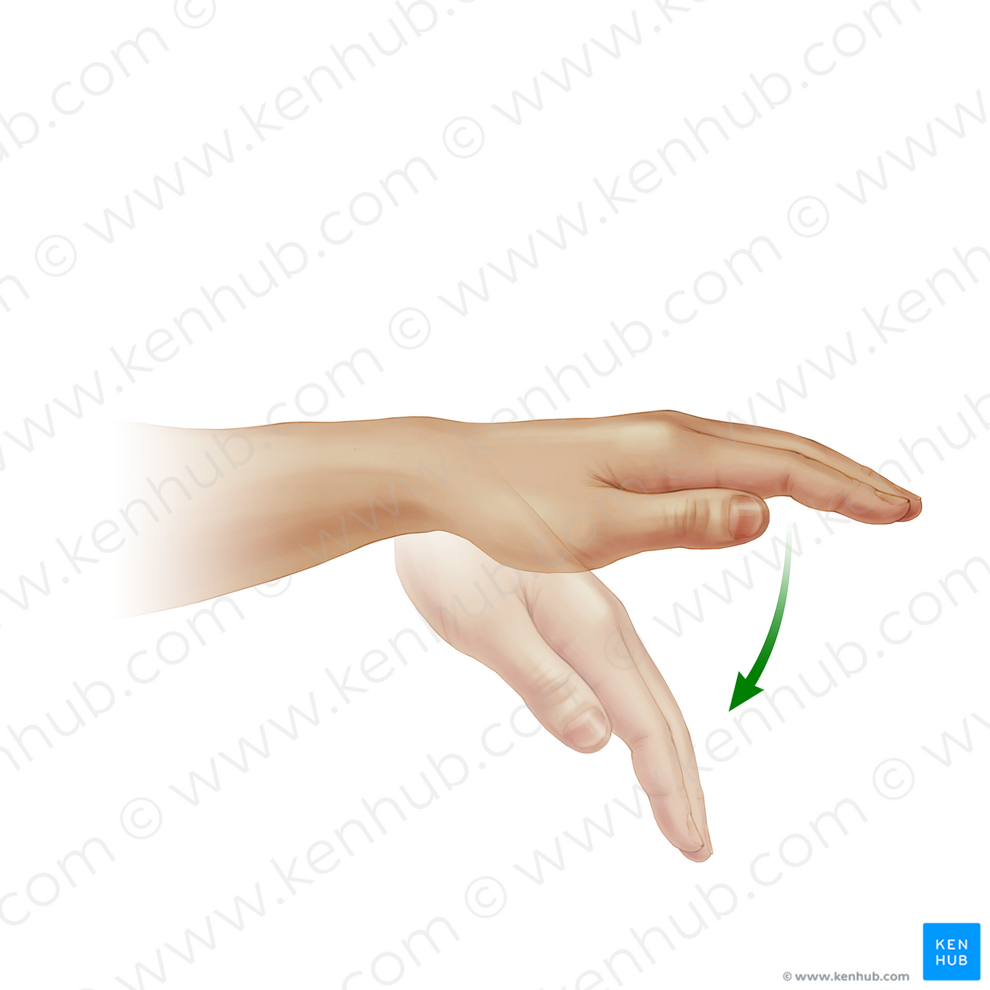 Flexion of hand (#20141)