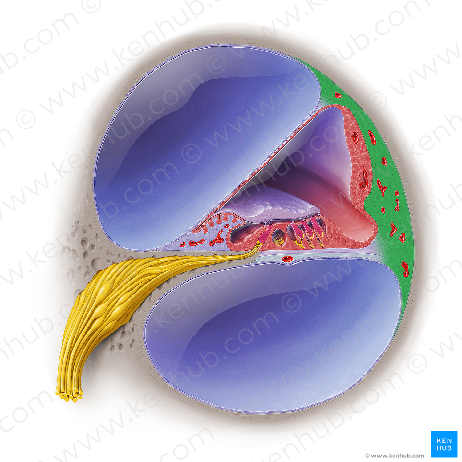 Spiral ligament of cochlear duct (#19043)