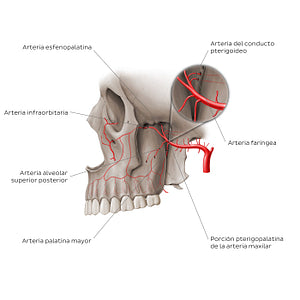 Arteries of pterygopalatine fossa (Spanish)