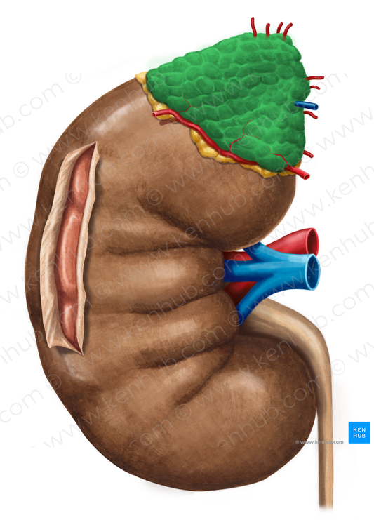 Suprarenal gland (#4123)