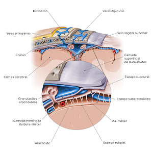 Meninges of the brain (coronal section) (Portuguese)