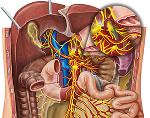 Left lesser thoracic splanchnic nerve (#6770)