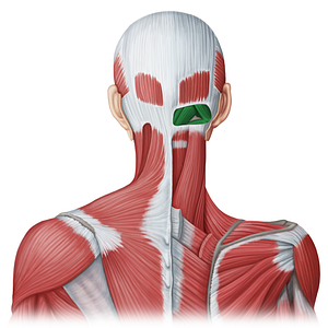 Suboccipital muscles (#20080)
