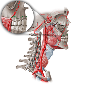 Superior labial artery (#1470)