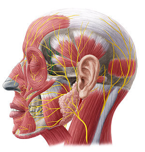 Zygomaticotemporal nerve (#6915)
