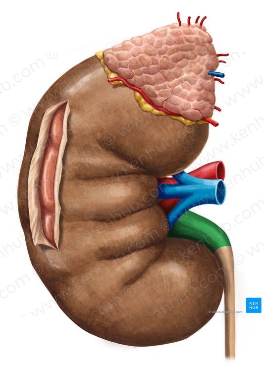 Renal pelvis (#7846)