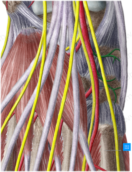 Medial tarsal arteries (#1223)