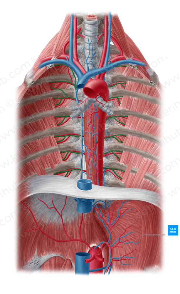 Posterior intercostal vein (#10166)