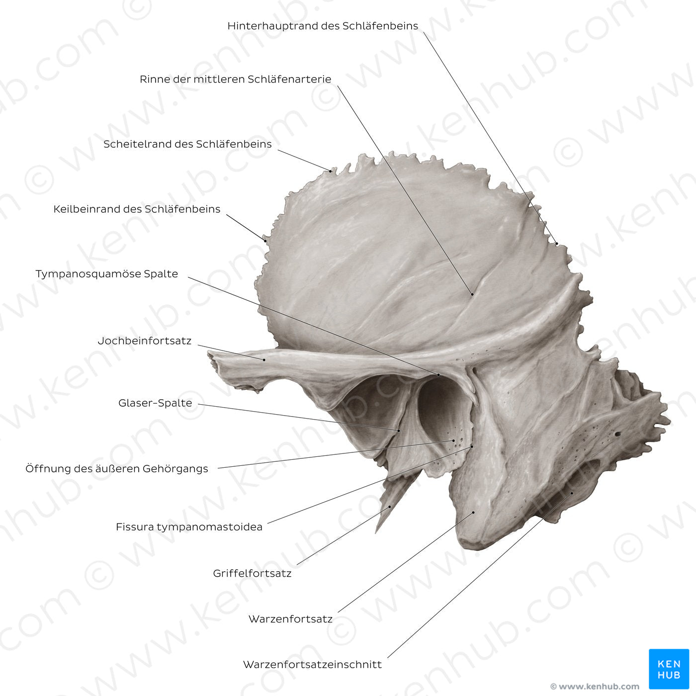 Temporal bone (lateral view) (German) – Kenhub Image License Store