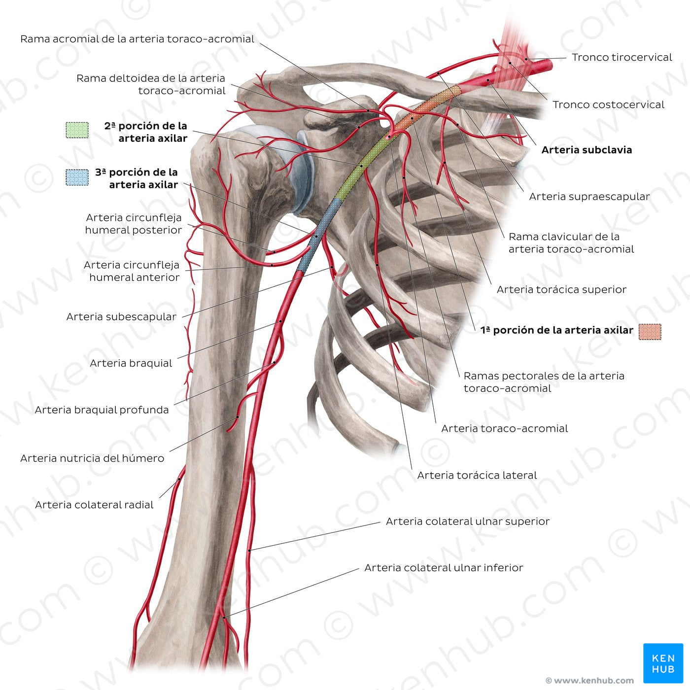 Arteries of the arm and the shoulder - Anterior view (Spanish)