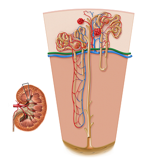 Arcuate artery of kidney (#17200)