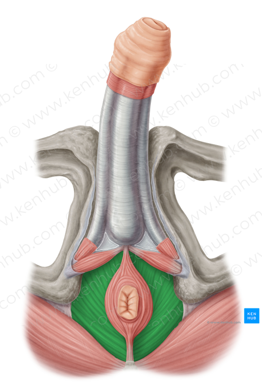 Levator ani muscle (#5545)