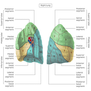 Bronchopulmonary segments (Right lung) (English)