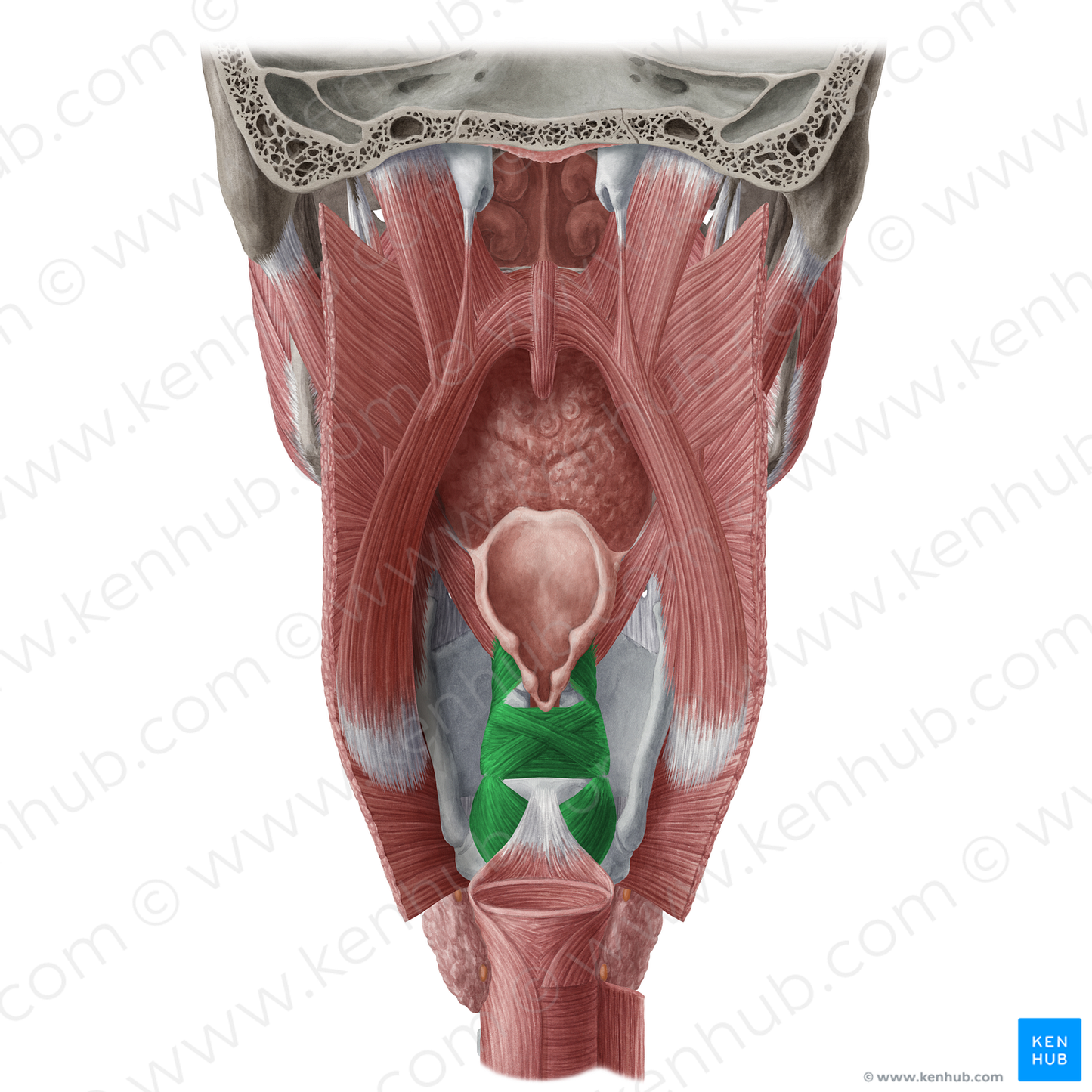 Laryngeal muscles (#20086)