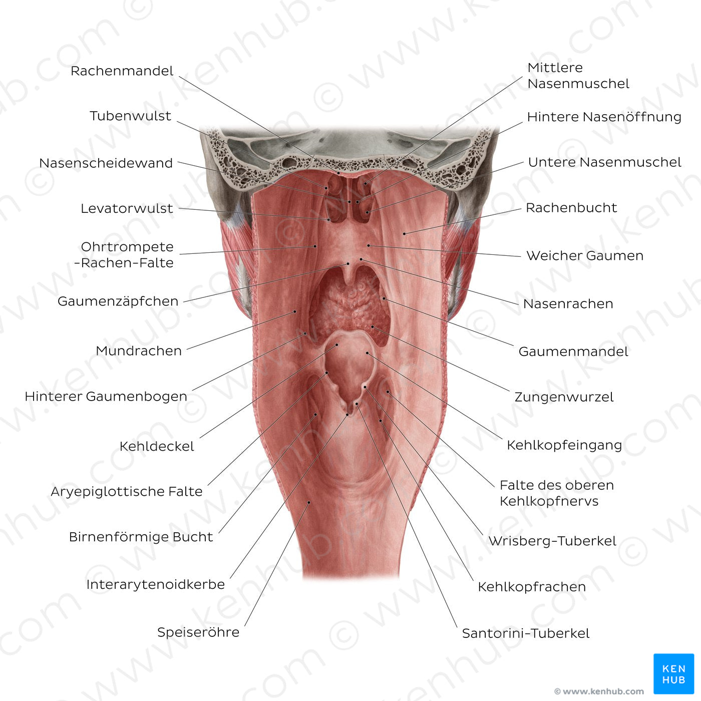 Pharyngeal mucosa (German)