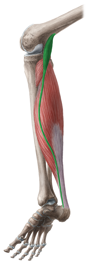 Plantaris muscle (#5765)