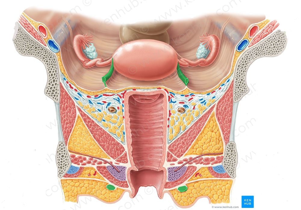 Round ligament of uterus (#4641)