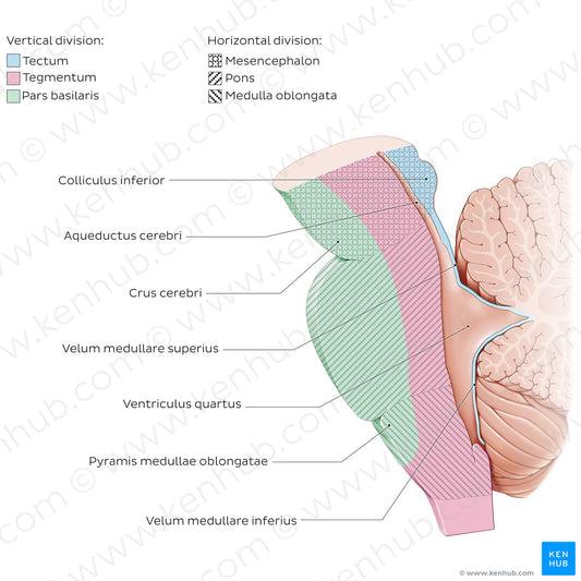 Brainstem: parts  (Latin_EN version) (Latin)